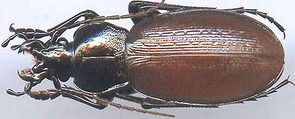 http://www.gorodinski.ru/carabus/Morphocarabus aeruginosus s.str.jpg